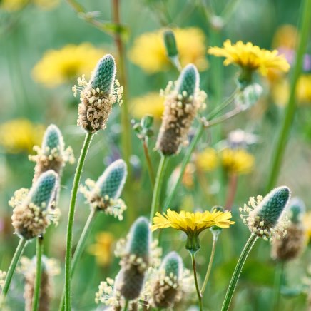 Actif naturel Psyllium